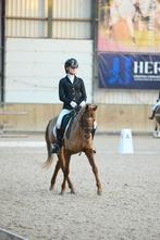 Allround sportpony D-pony ruin, Dieren en Toebehoren, Pony's, Gechipt, Ruin, Dressuurpony, M