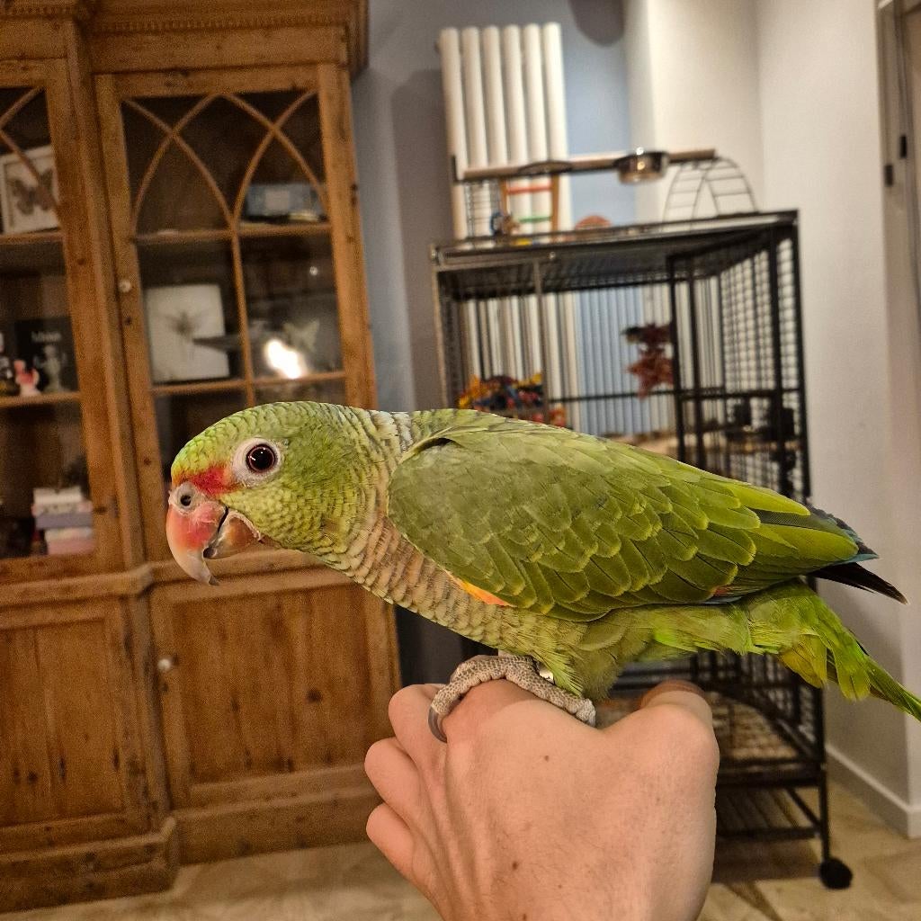 Wijnborst amazone, Dieren en Toebehoren, Mannelijk, Papegaai, Tam