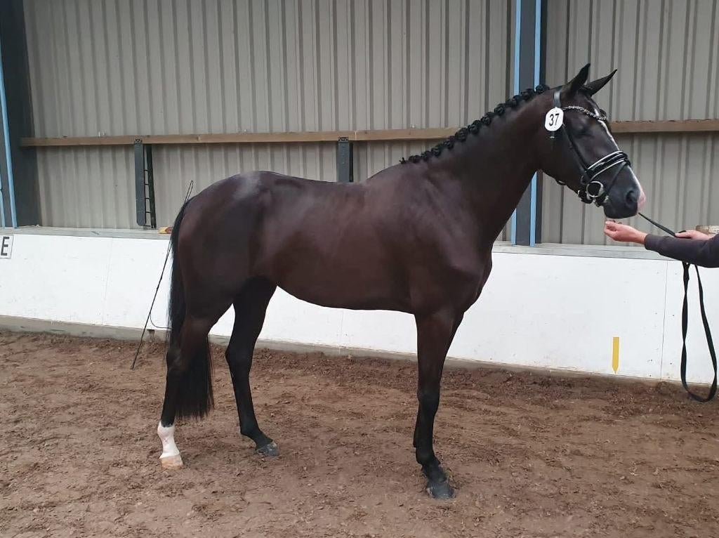 8 jarige Elite d-oc Totilas merrie met hengstveulen, Dieren en Toebehoren, Paarden, Merrie, Met stamboom, Dressuurpaard, 7 tot 10 jaar