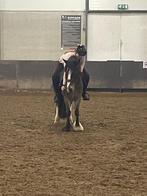 Verzorgpony gezocht omgeving dordrecht/papendrecht, Dieren en Toebehoren, Ophalen of Verzenden, Gebruikt