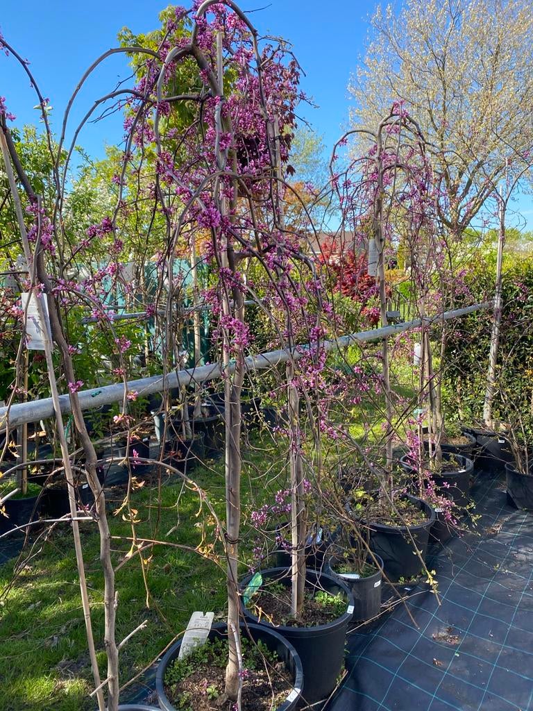 Cercis canadensis 'Lavender Twist' - Treurhartjesboom, Tuin en Terras, Planten | Tuinplanten, Vaste plant, Overige soorten, Volle zon