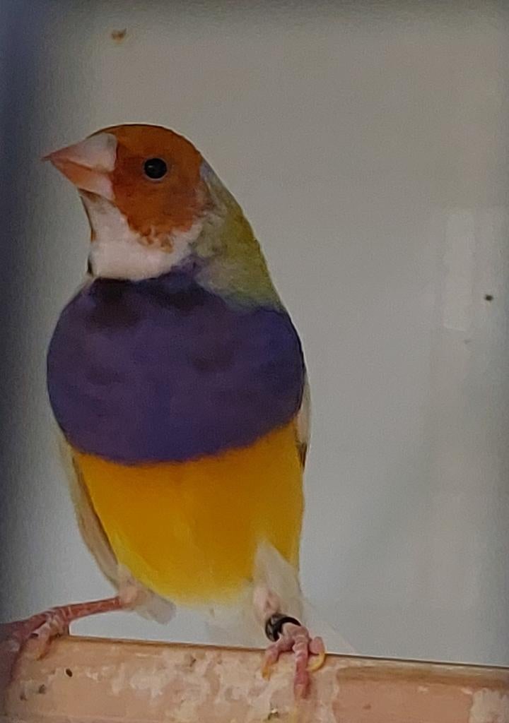 * gereserveerd* Gouldamadine man, Dieren en Toebehoren, Mannelijk, Tropenvogel, Geringd