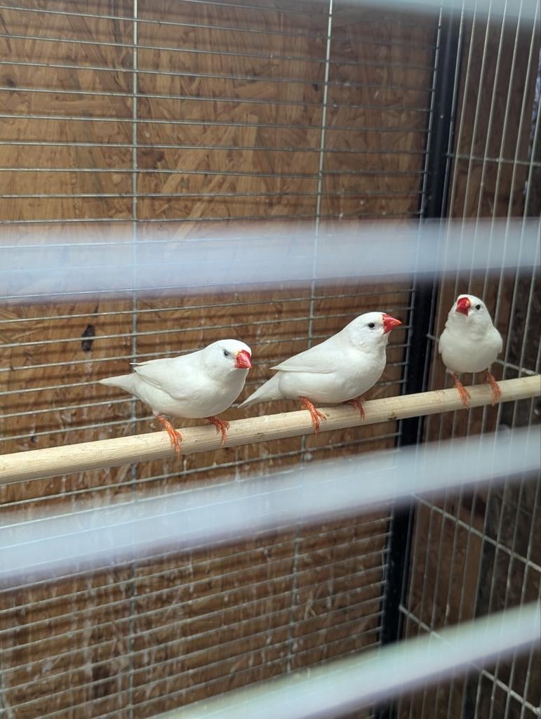 ZEBRAVINKEN wit, Dieren en Toebehoren, Vogels | Overige Vogels, Meerdere dieren