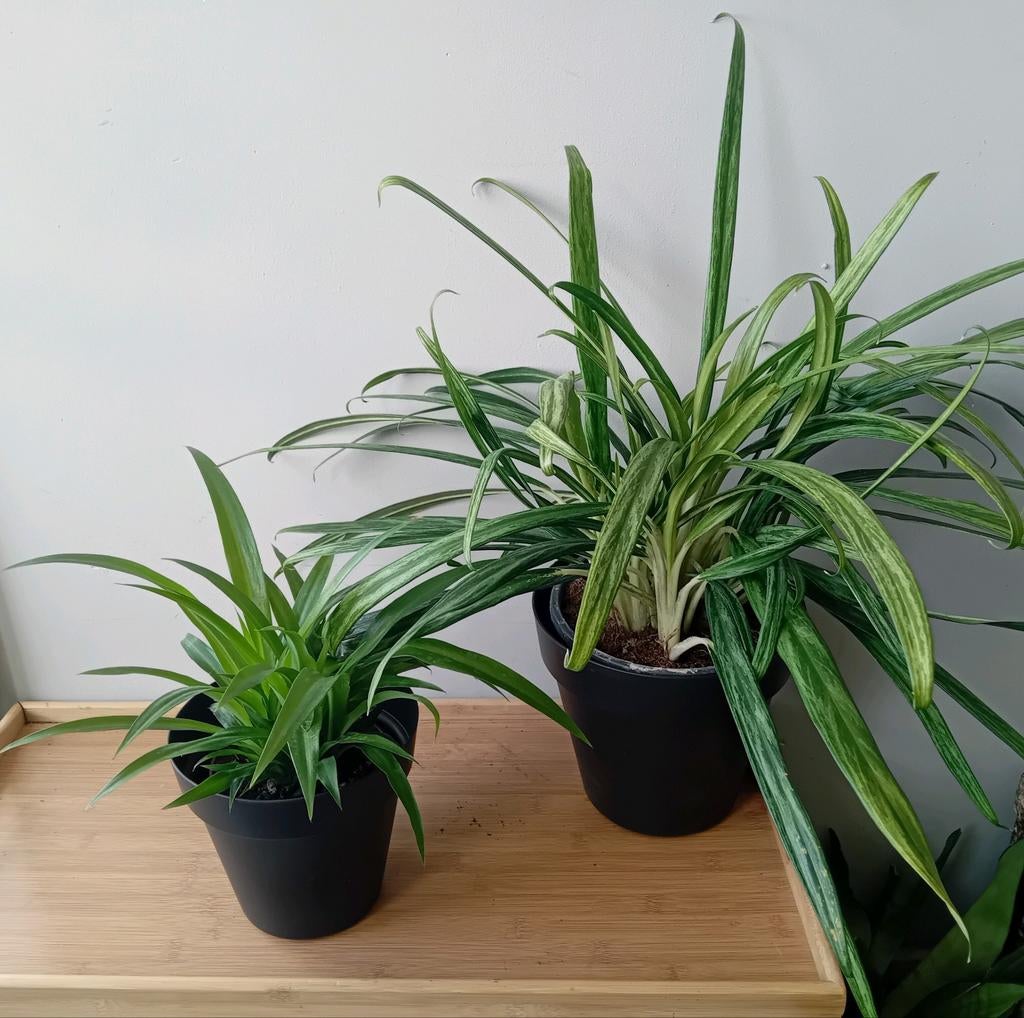 2 makkelijke kamerplanten 30-60cm heel weinig licht nodig, Ophalen, Overige soorten, Halfschaduw, In pot