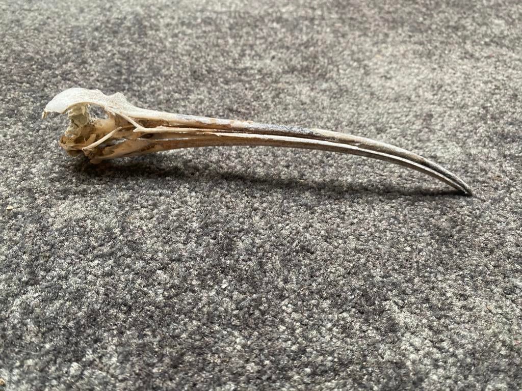 Regenwulp schedel, Ophalen of Verzenden, Zo goed als nieuw, Schedel