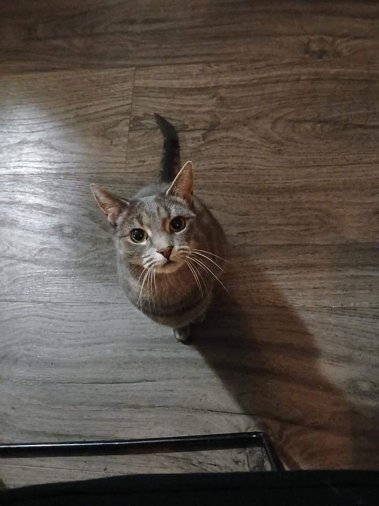 Poes genaamd meisje, Dieren en Toebehoren, Katten-accessoires, Ophalen, Zo goed als nieuw