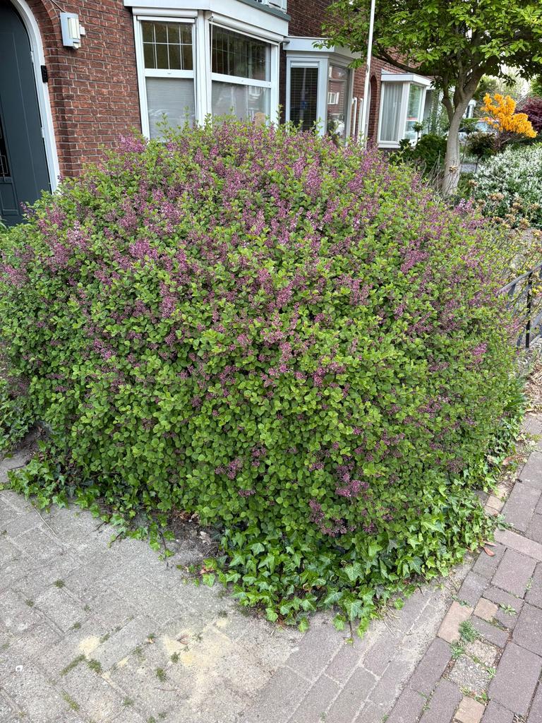 Platen, bomen gratis afhalen, Tuin en Terras, Planten | Struiken en Hagen, Ophalen, Overige soorten, Minder dan 100 cm