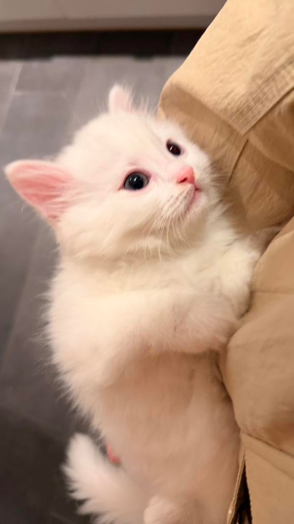 Prachtige Britse Langhaar kittens, Kater, Ontwormd, 0 tot 2 jaar