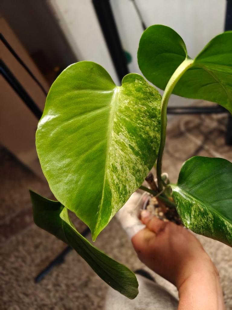 Monstera Silver Sand, Huis en Inrichting, Kamerplanten, Ophalen of Verzenden, Halfschaduw, Minder dan 100 cm
