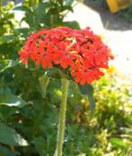 Zaden van LYCHNIS CHALCEDONICA, Ophalen, Voorjaar, Volle zon, Zaad