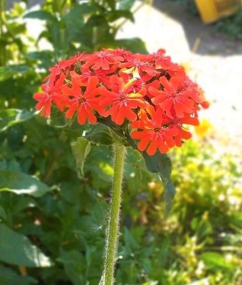 Zaden van LYCHNIS CHALCEDONICA, Tuin en Terras, Bloembollen en Zaden, Zaad, Voorjaar, Volle zon, Ophalen
