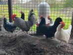 Friese hoenders, 5 hennen van 2025 met eventueel een haan, Dieren en Toebehoren, Vrouwelijk, Kip