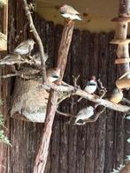 11 Kanaries en 11 zebravinken te koop, Meerdere dieren