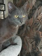 Lieve Blauwe Rus mix poes (7 maanden) zoekt gouden mandje, Dieren en Toebehoren, Katten en Kittens | Raskatten | Langhaar, Poes