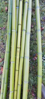 Bamboe Reuze - Ideaal voor Tuin & Decoratie, Tuin en Terras, Ophalen, Gebruikt, 250 cm of meer, Palen