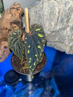 Begonia Atricha (green dots), Ophalen of Verzenden, Halfschaduw, Minder dan 100 cm