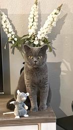 Britse Korthaar 2 jaar, kater, Dieren en Toebehoren, Kater