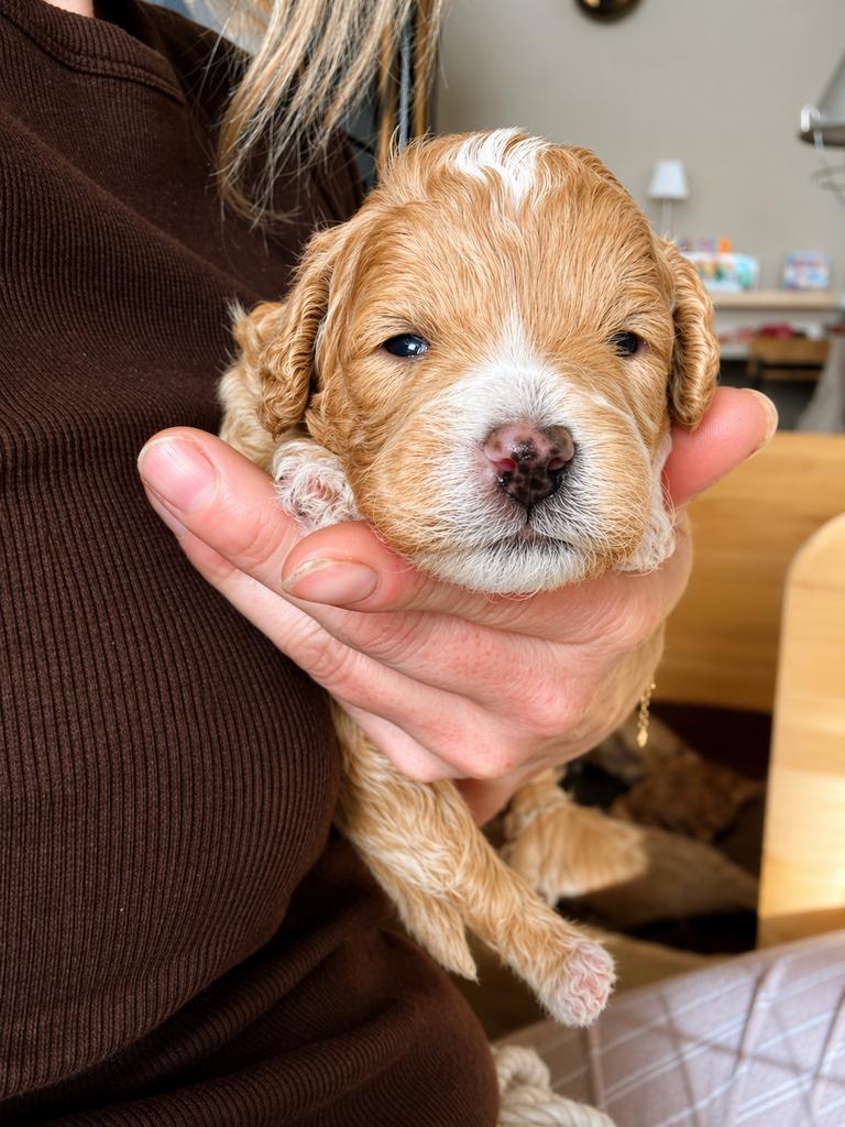 Mini poedel x Cockapoo, Parvo, 8 tot 15 weken, Meerdere, Meerdere dieren
