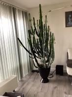 Cowboycactus  Euphorbia ingens, Huizen en Kamers