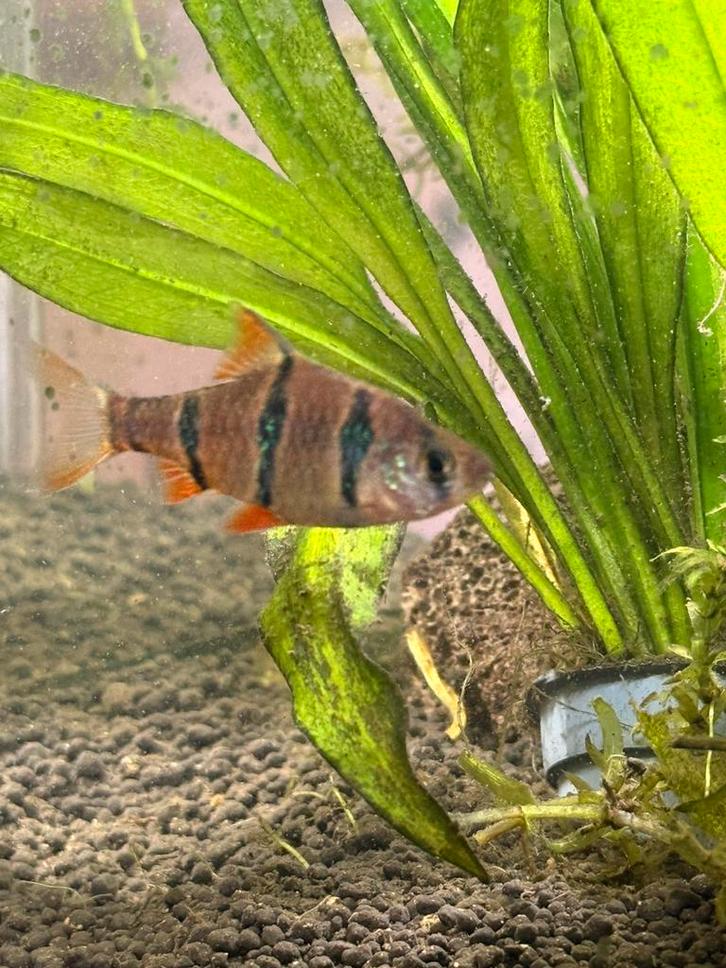 Gratis Sumatraan, Dieren en Toebehoren, Vissen | Aquariumvissen, Vis