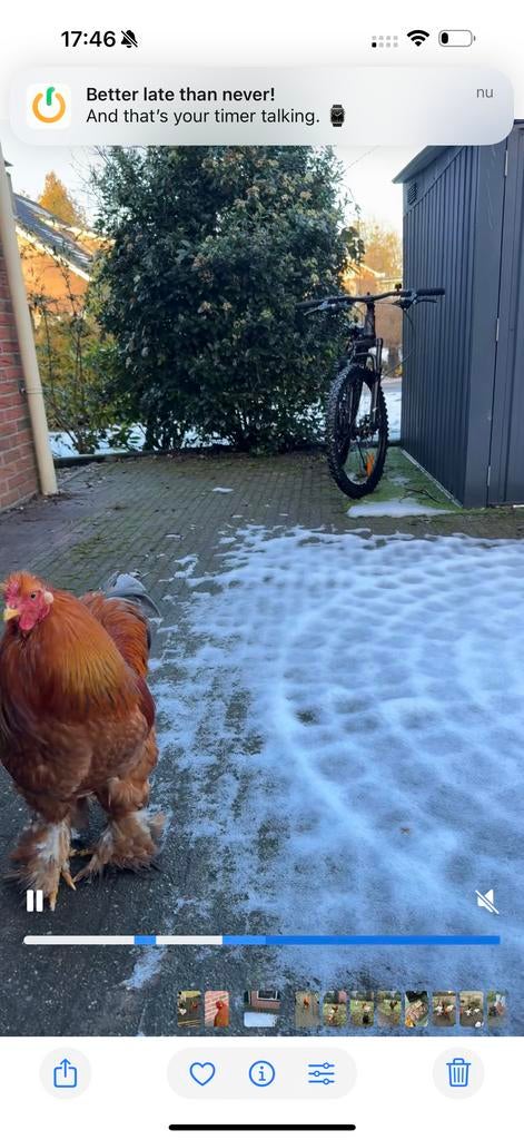 Haan Brahma, Dieren en Toebehoren, Mannelijk, Kip