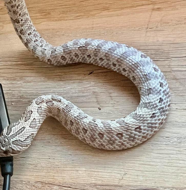 Heterodon 2025 Arctic Lavender