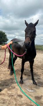 5 jarige merrie, Dieren en Toebehoren, Paarden, Merrie, Dressuurpaard, 3 tot 6 jaar, 160 tot 165 cm