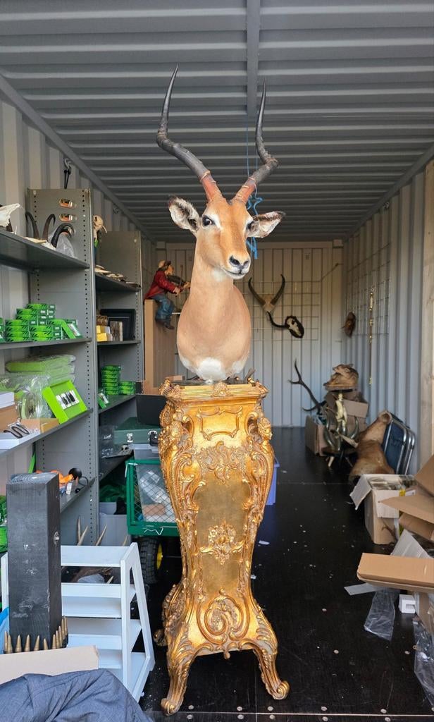 Opgezette impala op barok zuil taxidermie opgezette dieren, Ophalen of Verzenden, Zo goed als nieuw, Vogel, Opgezet dier