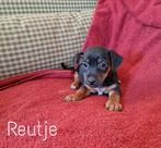 Mooie, lieve Jack Russell reutjes, Dieren en Toebehoren, Honden | Jack Russells en Terriërs, Jack Russell Terriër, Reu, 8 tot 15 weken