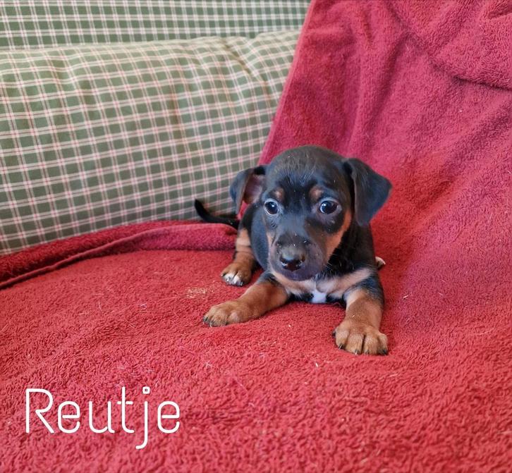 Mooie, lieve Jack Russell reutjes, Dieren en Toebehoren, Honden | Jack Russells en Terriërs, Reu, Jack Russell Terriër, Fokker | Hobbymatig