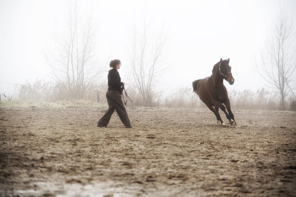 Verzorger gezocht voor 3 paarden