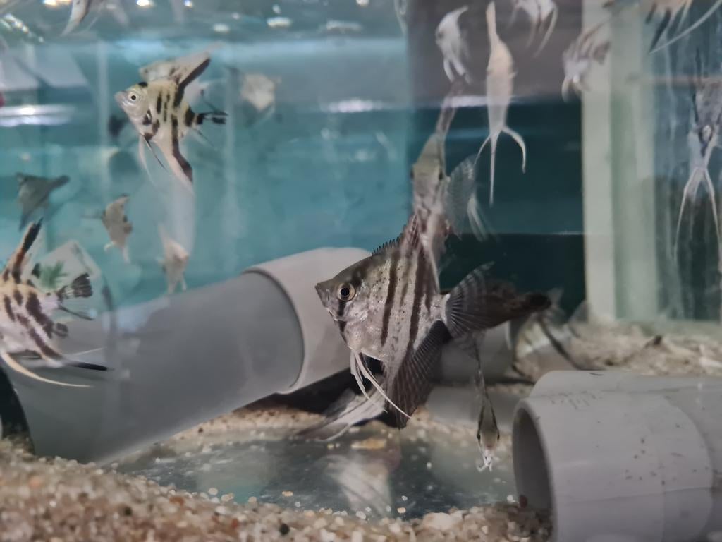 Zebra Maanvissen, Pterophyllum Scalare Zebra, Vis, Zoetwatervis