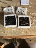 Tempex Bakje Dauwpieren (goed gevuld), Overige typen, Nieuw, S, H