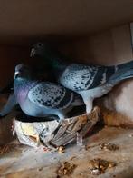 2 Koppel postduiven, Meerdere dieren, Postduif