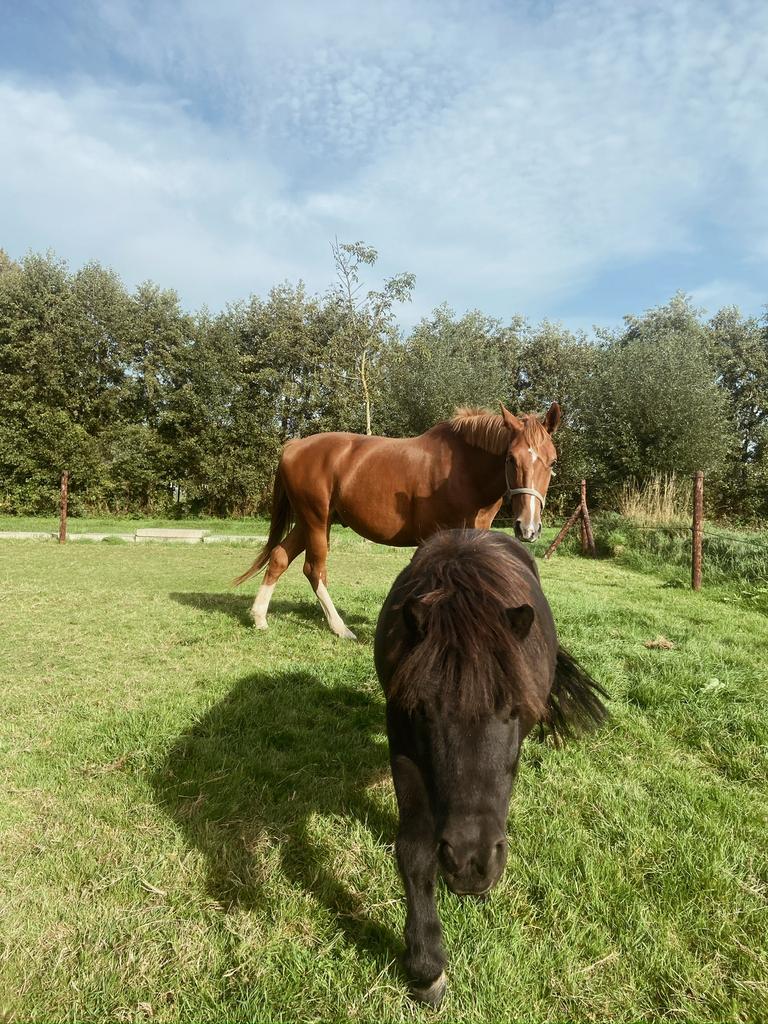 Shetlander ruin gezocht!