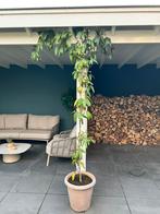 Potten met 1 plant!, Ophalen, Rond, Zo goed als nieuw, Aardewerk