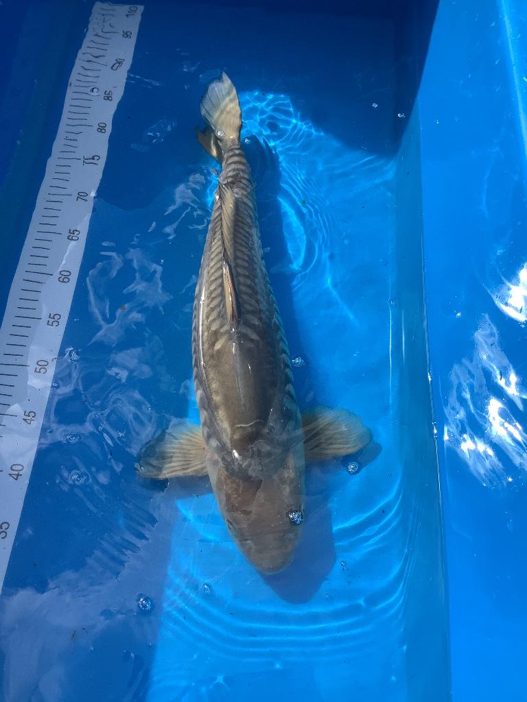 Te koop Doitsu Soragoi, Karper of Koi