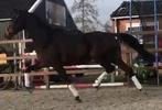 Elite prok merrie Uphill x Farrington, Dieren en Toebehoren, Paarden, Merrie, Met stamboom, Dressuurpaard, L