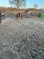 Meerdere paarden / ponys, Dieren en Toebehoren, Paarden, Merrie, Recreatiepaard, 11 jaar of ouder