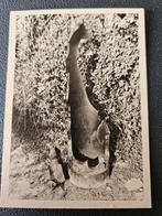 100%origWo2 foto van een kapotte bom-huls+ mortier-granaat, Verzamelen, Militaria | Tweede Wereldoorlog, Verzenden, Duitsland