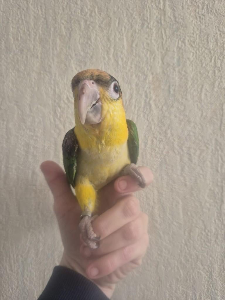 Hand tamme roestkopcaique, Dieren en Toebehoren, Vogels | Parkieten en Papegaaien, Vrouwelijk, Papegaai