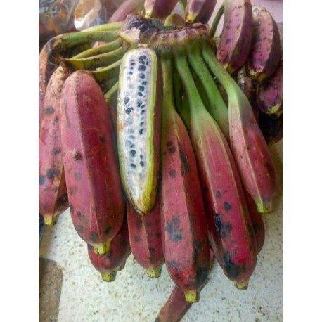 15 x Musa itinerans var. itinerans banaan zaden, Ophalen, Gehele jaar, Volle zon, Zaad