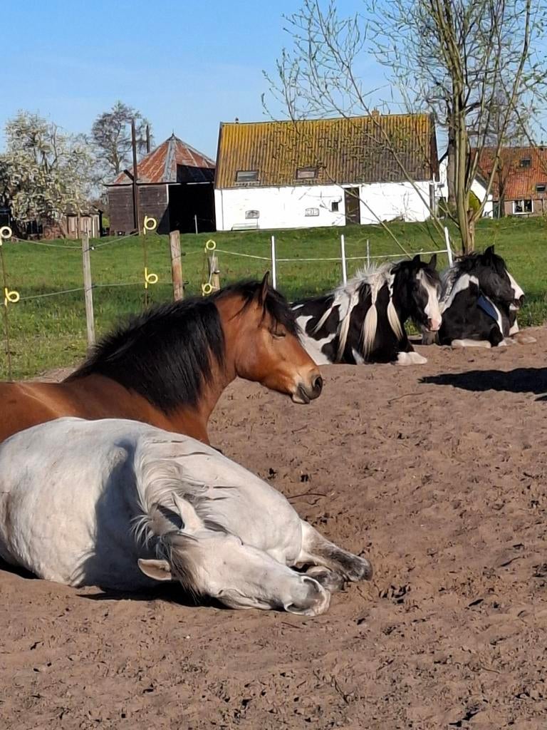 24/7 buitenplek nabij heide & bos, rustige kudde (Hilversum)