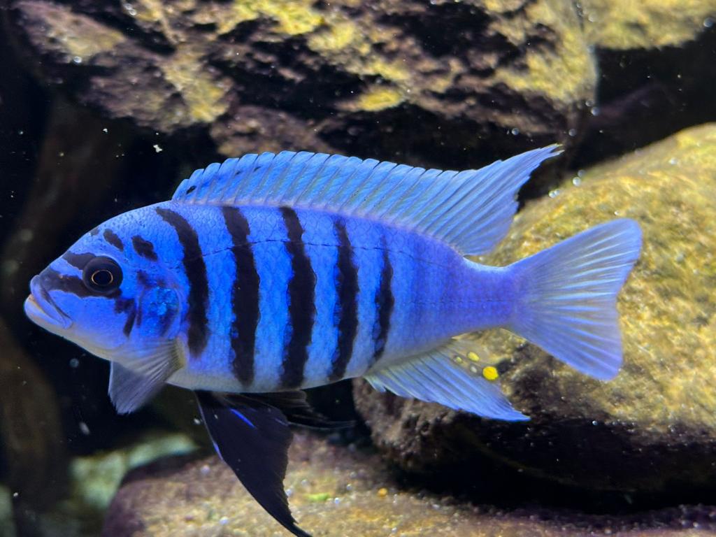 Metriaclima Fainzilberi maisoni reef ( eigen fotos), Vis