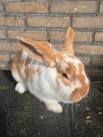 Hele lieve konijn, Dieren en Toebehoren, Konijnen, Vrouwelijk
