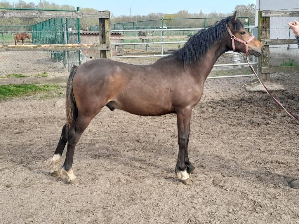 Best bewegende,mooie welsh partbred jaarling hengst., Met stamboom, Dressuurpony, 0 tot 2 jaar, Hengst