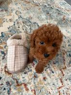 Toy Poedel / Toy Poodle, Poedel, Particulier, 15 weken tot 1 jaar, Buitenland