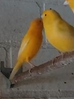 Kanarie te koop, Dieren en Toebehoren, Meerdere dieren, Zangkanarie