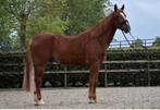 Recreatie paard, B, Ruin, 3 tot 6 jaar, Ontwormd