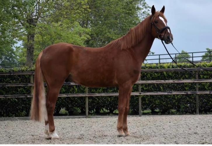 Recreatie paard, Dieren en Toebehoren, Paarden, Ruin, B, 165 tot 170 cm, 3 tot 6 jaar, Recreatiepaard, Ontwormd, Ingeënt